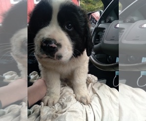 Newfoundland-Saint Bernard Mix Puppy for sale in COLVILLE, WA, USA