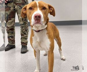 Mutt Dogs for adoption in Washington, DC, USA