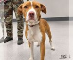 Captain - Male Mutt Dog for Adoption - Small photo