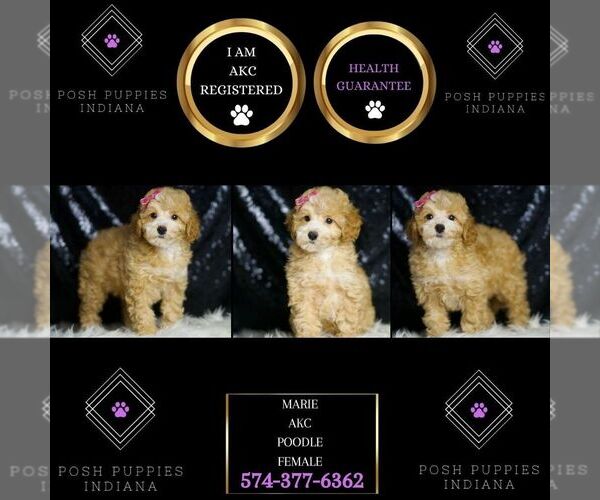 Medium Photo #6 Poodle (Toy) Puppy For Sale in WARSAW, IN, USA