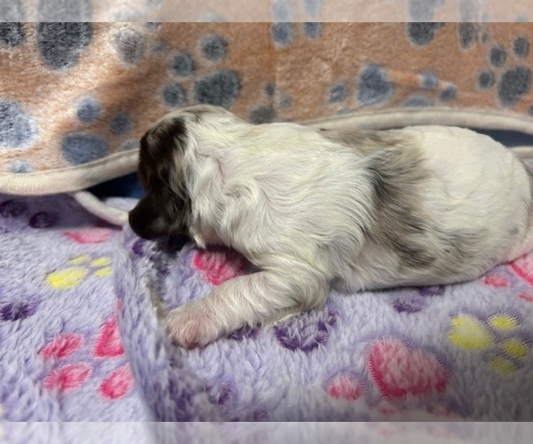 Medium Photo #4 Cocker Spaniel Puppy For Sale in MARTIN, GA, USA