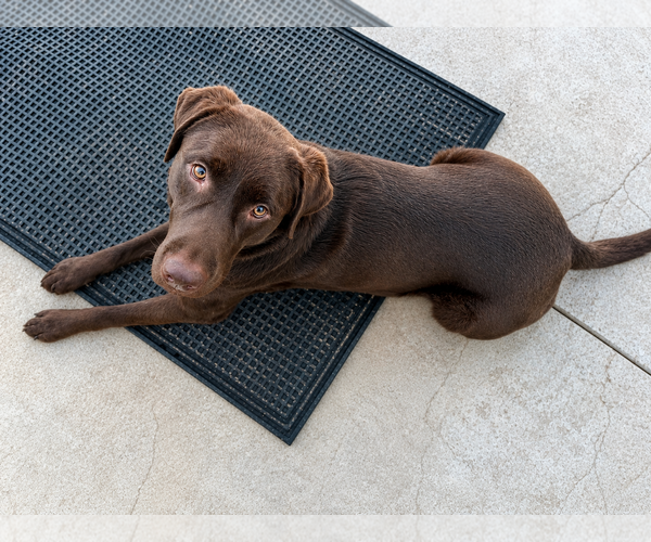 Medium Photo #2 Labrador Retriever Puppy For Sale in Clovis, CA, USA