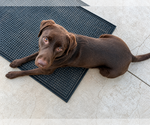 Small #1 Labrador Retriever