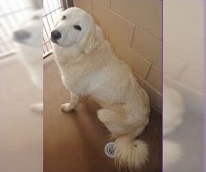 Great Pyrenees Dogs for adoption in Spring, TX, USA