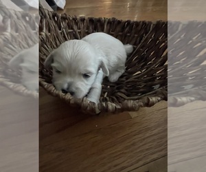 Maltipoo Puppy for sale in CLEVELAND, TN, USA