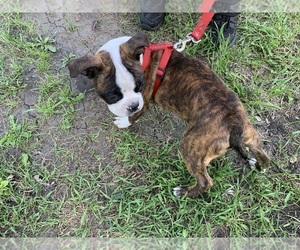 Buggs Puppy for sale in WILLMAR, MN, USA