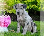 Small #2 Great Dane