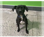 Small Photo #6 Beagle-Unknown Mix Puppy For Sale in Greensboro, NC, USA