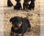 Small Photo #2 Rottweiler Puppy For Sale in WINCHESTER, TN, USA