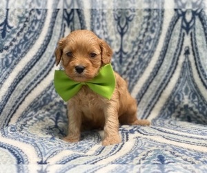Cavapoo Puppy for sale in LAKELAND, FL, USA