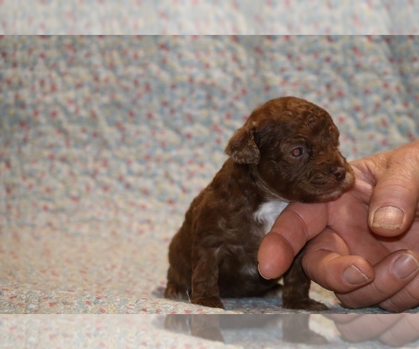 Medium Photo #5 Poodle (Toy) Puppy For Sale in DYERSBURG, TN, USA