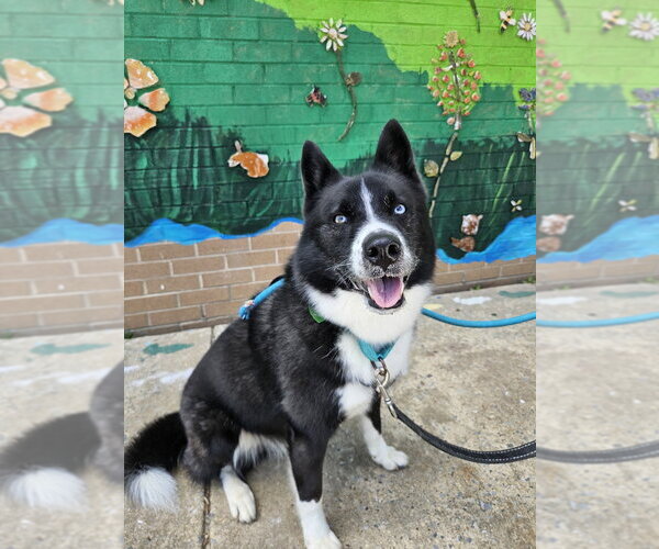 Medium Photo #21 Border Collie-Siberian Husky Mix Puppy For Sale in Silver Spring, MD, USA