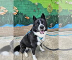 Small #20 Border Collie-Siberian Husky Mix