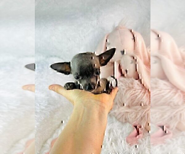 Medium Photo #9 Chihuahua Puppy For Sale in FORT LAUDERDALE, FL, USA