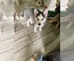 Small Photo #6 Siberian Husky Puppy For Sale in LEHIGHTON, PA, USA