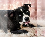 Small #3 American Staffordshire Terrier-Siberian Husky Mix