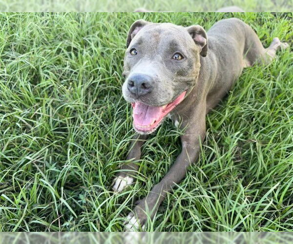 Medium Photo #2 American Staffordshire Terrier-Unknown Mix Puppy For Sale in Ocala, FL, USA
