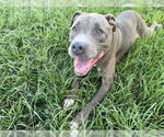 Small #1 American Staffordshire Terrier Mix