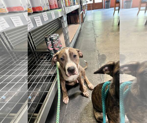 Medium Photo #3 Mutt Puppy For Sale in Holly Springs, NC, USA