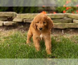 Goldendoodle-Poodle (Standard) Mix Puppy for sale in NAPPANEE, IN, USA