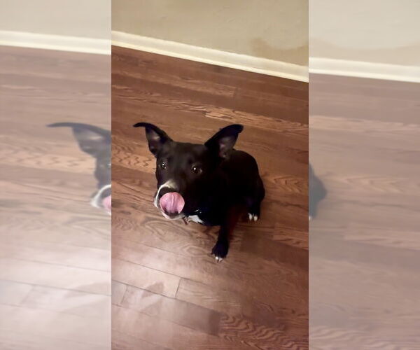 Medium Photo #2 American Pit Bull Terrier-Unknown Mix Puppy For Sale in Boston, MA, USA