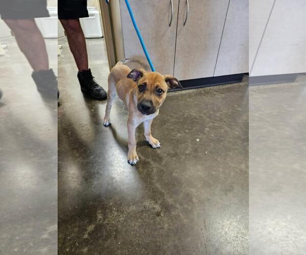 Medium Photo #3 Black Mouth Cur-Unknown Mix Puppy For Sale in Rockwall, TX, USA