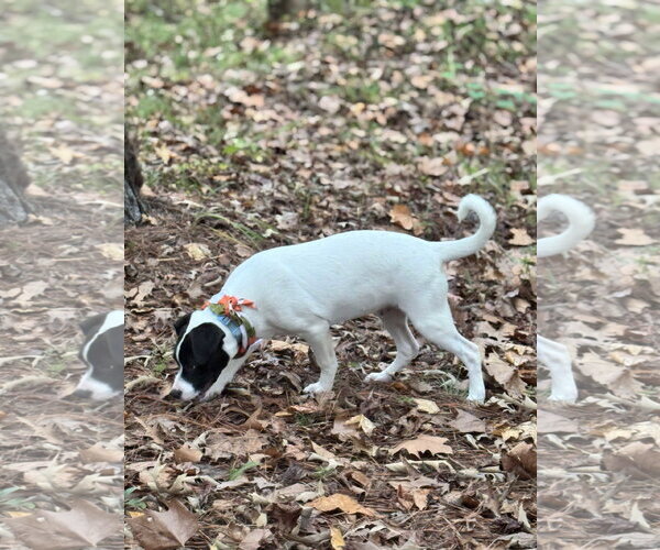 Medium Photo #2 Beagle-Unknown Mix Puppy For Sale in Southbury, CT, USA