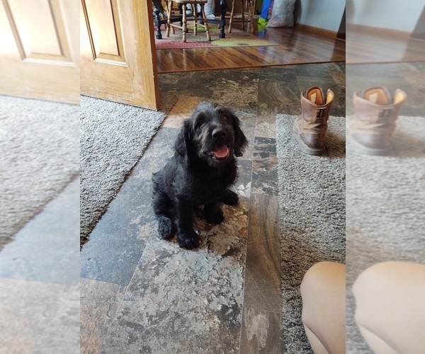 Medium Photo #1 Labradoodle Puppy For Sale in ALPHA, MN, USA