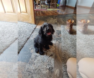 Labradoodle Puppy for sale in ALPHA, MN, USA