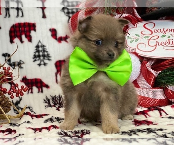 Medium Photo #2 Pomeranian Puppy For Sale in LANCASTER, PA, USA