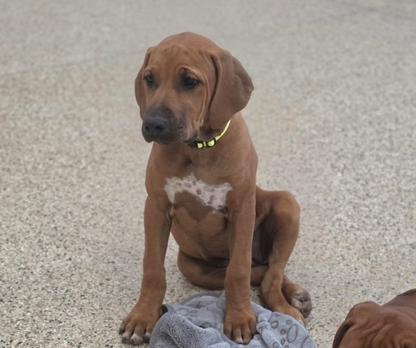 Medium Photo #22 Rhodesian Ridgeback Puppy For Sale in BUMPASS, VA, USA