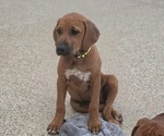 Puppy Puppy 5 Rhodesian Ridgeback