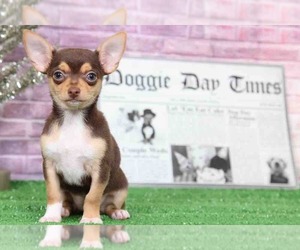 Chihuahua Puppy for sale in BEL AIR, MD, USA