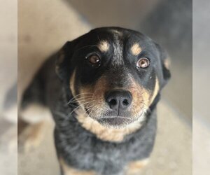 Rottweiler-Unknown Mix Dogs for adoption in Kanab, UT, USA