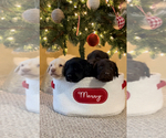 Small Photo #2 Labradoodle Puppy For Sale in NEWBURG, MO, USA