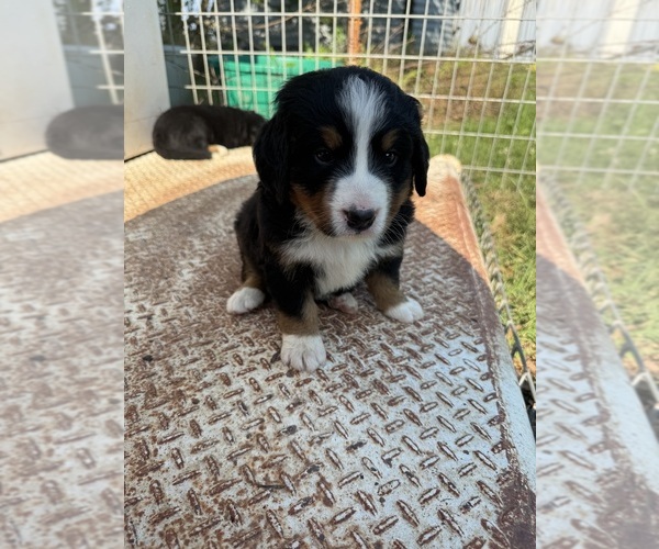 Medium Photo #3 Bernese Mountain Dog Puppy For Sale in HASKELL, OK, USA