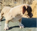 Small #5 American Bully