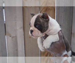 American Bully Puppy for sale in SAGINAW, MI, USA