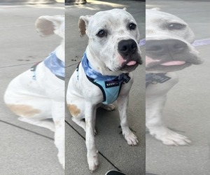 Boxer-Unknown Mix Dogs for adoption in Germantown, OH, USA