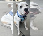 Small Boxer Mix