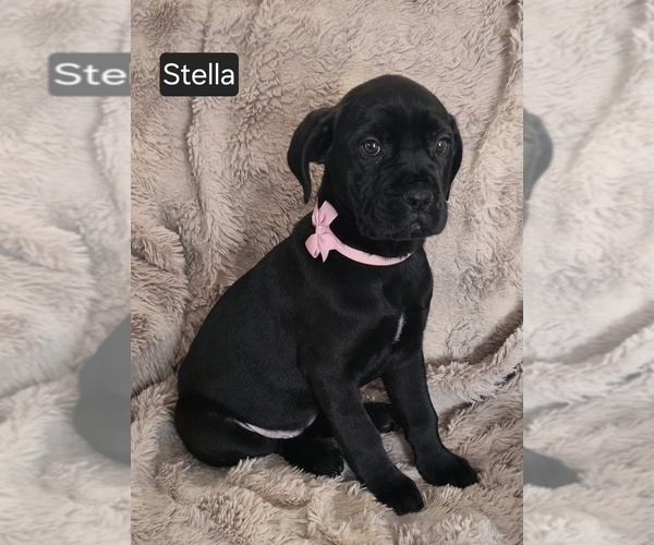 Medium Photo #6 Cane Corso Puppy For Sale in MINERAL WELLS, WV, USA