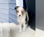 Small Photo #10 Australian Shepherd Puppy For Sale in LODA, IL, USA