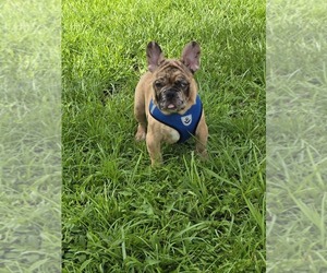 French Bulldog Puppy for sale in NORTH PORT, FL, USA