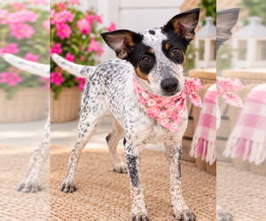 Borador Dogs for adoption in Mt. Laurel, NJ, USA
