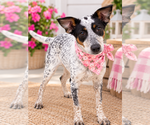Veta - Female Borador Dog for Adoption - Small photo
