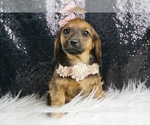 Small Photo #3 Dachshund Puppy For Sale in WARSAW, IN, USA