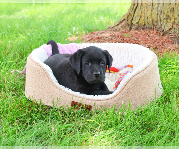 Medium Photo #5 Labrador Retriever Puppy For Sale in SYRACUSE, IN, USA