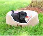 Small #4 Labrador Retriever