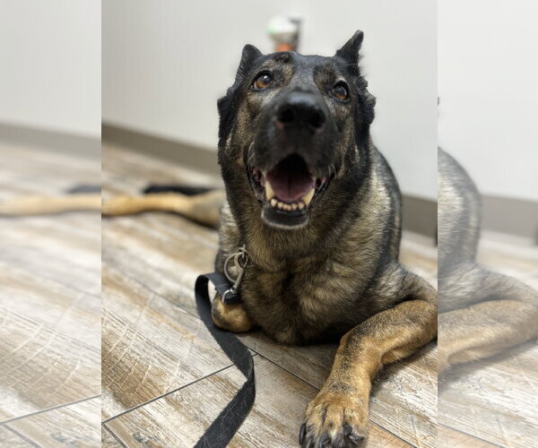 Medium Photo #3 German Shepherd Dog Puppy For Sale in Centreville, VA, USA