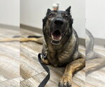 Small #2 German Shepherd Dog